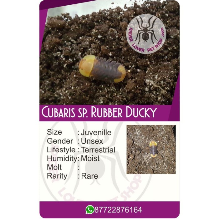Jual KARTU CUBARIS SP. RUBBER DUCKY ISOPOD / 10 KARTU Shopee Indonesia