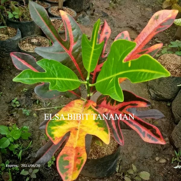 Jual PURING JET TANAMAN HIAS beli 5 gratis 1 | Shopee Indonesia