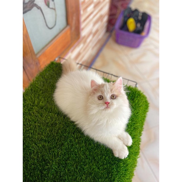 Jual Kucing Persia Kitten Persia Anak Kucing Persia Flatnose Jantan ...