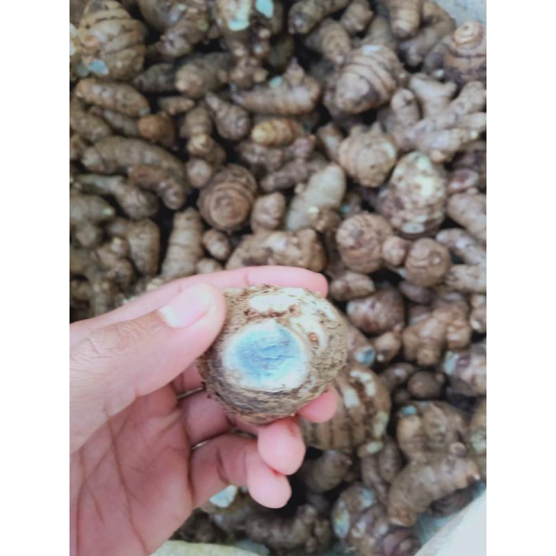 Jual Promo kunyit hitam - temu ireng - temu hitam segar 1kg COD ...