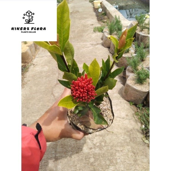 Jual BUNGA SOKA / ASOKA BUNGA MERAH ( ixora chinensis ) | Shopee Indonesia