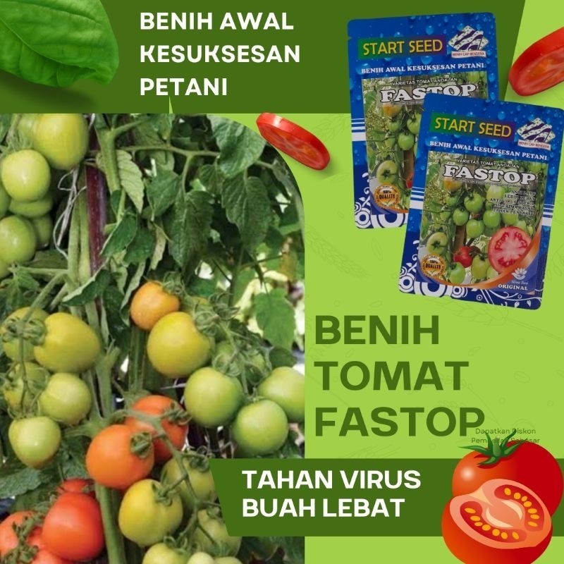 Jual Benih Unggul Tomat FASTOP Original 5 Gram | Shopee Indonesia