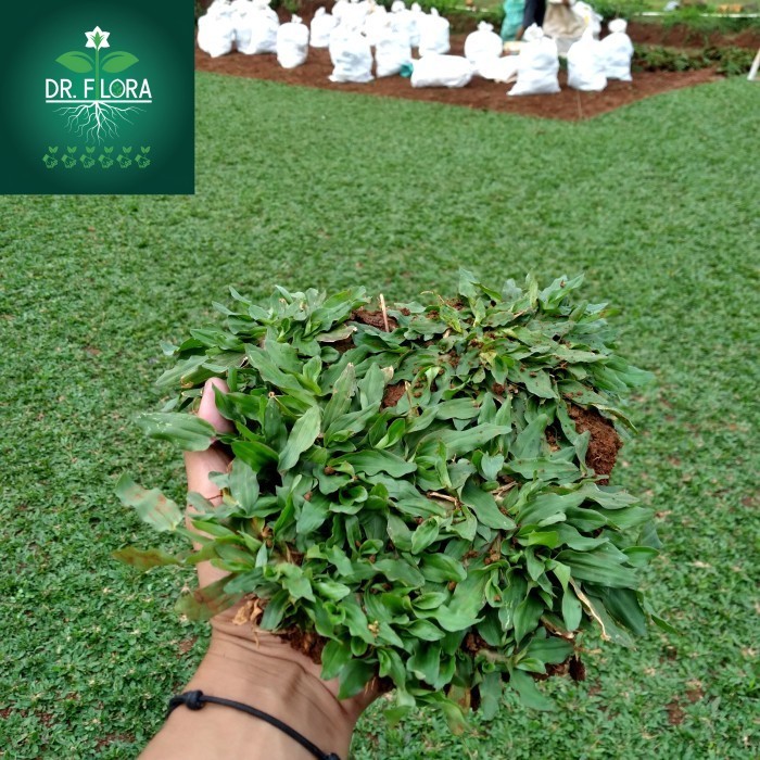 Jual rumput gajah mini 1 meter Plus penanaman | Shopee Indonesia