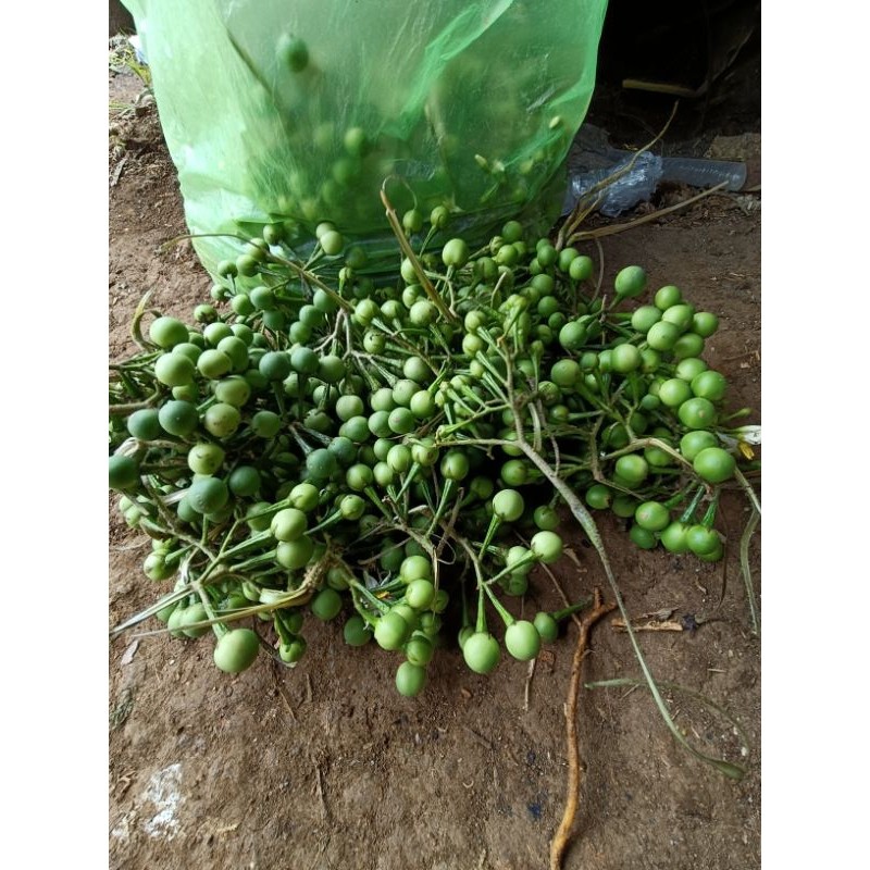 Jual Buah terung pipit segar /1kg takokak/cepokak rimbang | Shopee ...