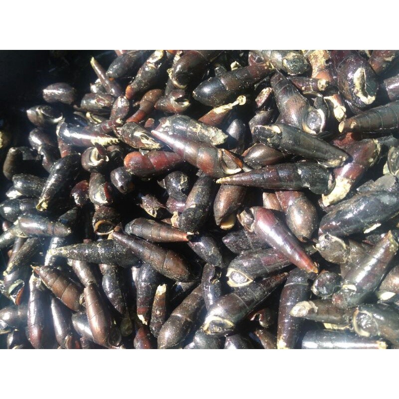 Jual Siput laut/tutut laut/susuh laut mentah Langkitang hidup 1kg ...