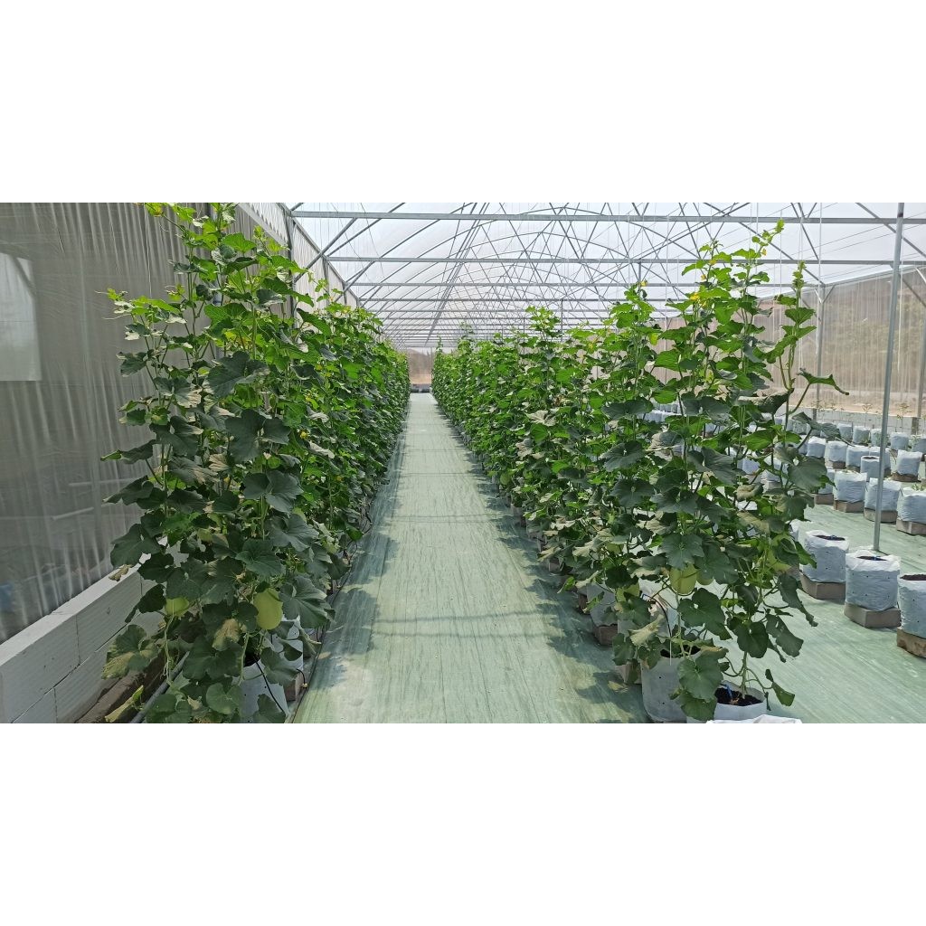Jual Insect Net Putih Mesh 50 Easy Grow Lebar 3 Meter Ecer 1 Meter ...