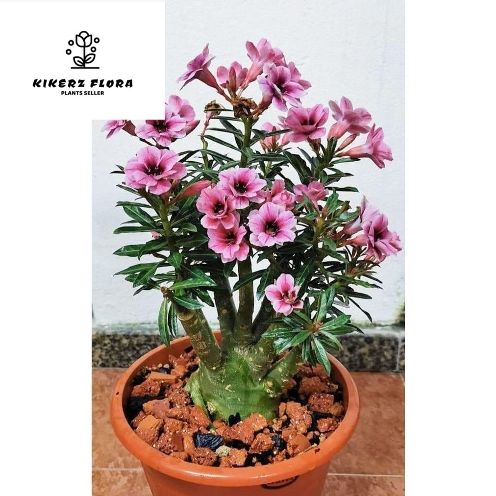 Jual ADENIUM TUMPUK KEMBOJA JEPANG//Tanaman Hias Adenium TRIPLE WISH ...