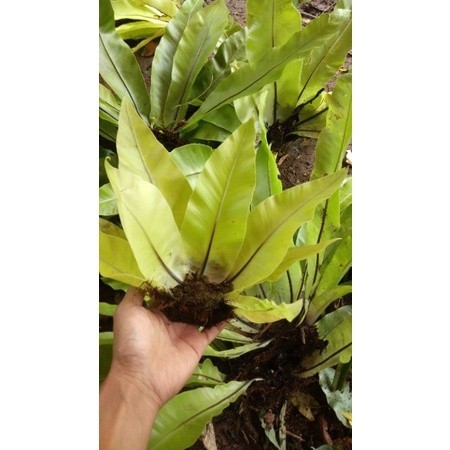 Jual Kadaka Sp Mini Tanaman Hias Kadaka sp super murah NY | Shopee ...