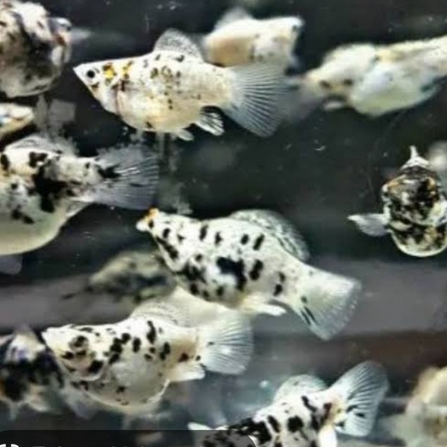 Jual paket platy mix 10 +molly 5+siklid 4 ekor ( 456 ) | Shopee Indonesia