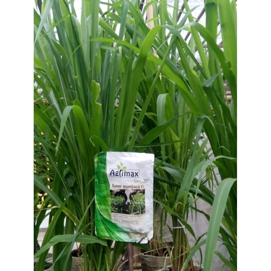 Jual Bibit Rumput Super Mombaca F1 10 gram Rumput Hidup | Shopee Indonesia