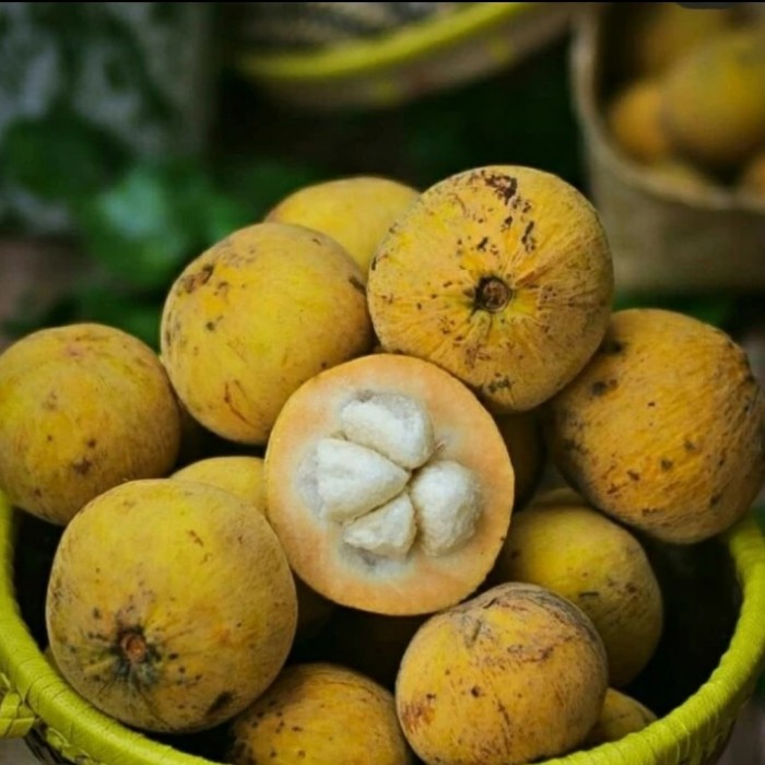 Jual Buah Kecapi FRESH per KG | Shopee Indonesia