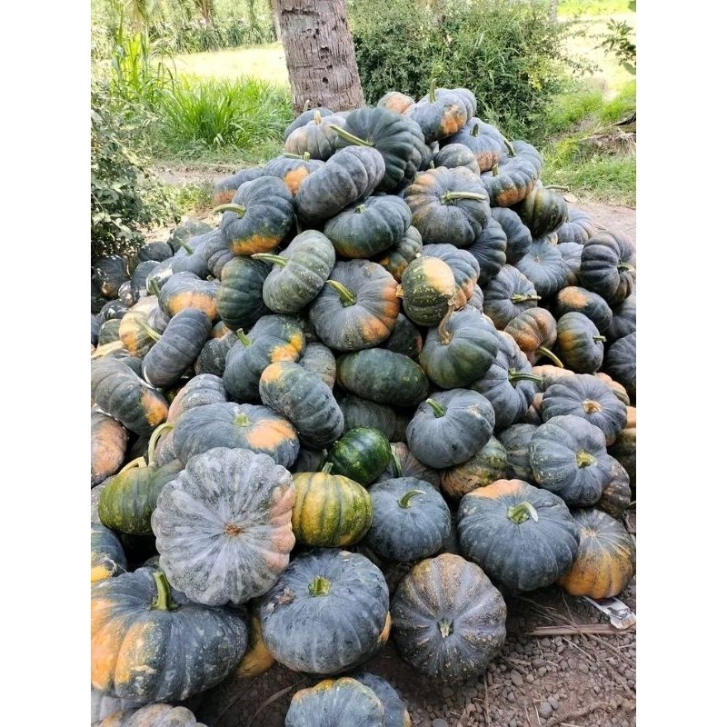 Jual 100+ BENIH WALOH/LABU KUNING SUPER READY!! MURAH!! | Shopee Indonesia