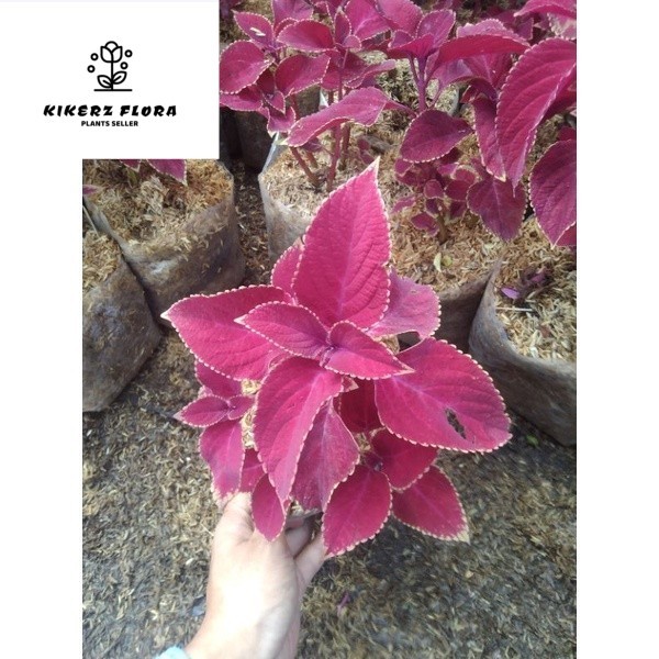 Jual coleus Miana merah bunga jewer kotok | Shopee Indonesia