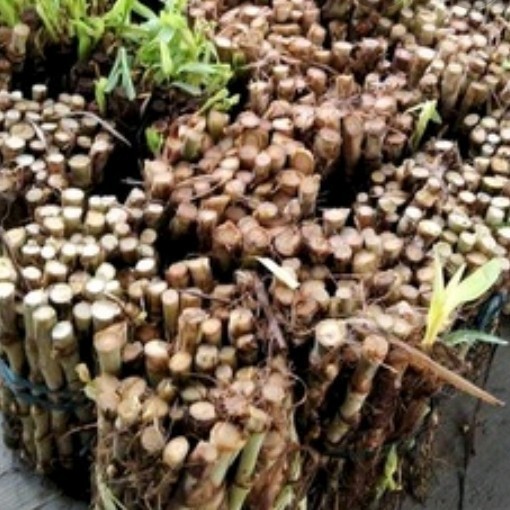 Jual bibit stek rumput odot,untuk pakan hewan sapi dan kambing per 1kg ...