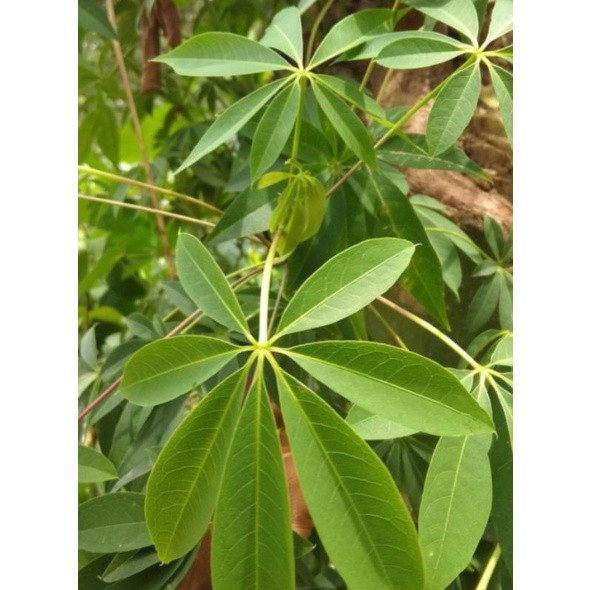 Jual promo daun randu atau daun kapuk segar 500gram | Shopee Indonesia