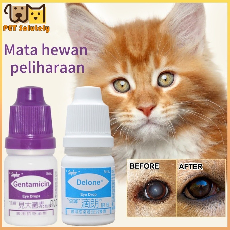 Obat Tetes Mata Kucing Anti Infeksi Belekan Dan Iritasi Ampuh Kucing  Belekan Iritasi Infeksi Berair