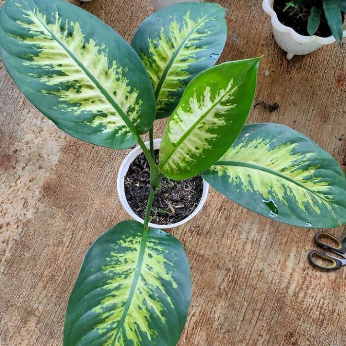 Jual tanaman indoor diffen bachia aka blanceng beras tumpah sri rejeki ...