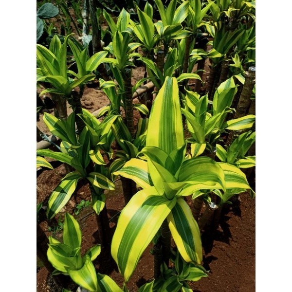 Jual Tanaman hias Andong kuning - Hanjuang kuning 1meter | Shopee Indonesia