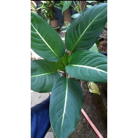 Jual New Promo Tanaman hias sri rejeki - Diven hijau diffen unik ...