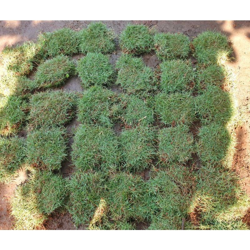 Jual RUMPUT PEKING/RUMPUT JEPANG 100CM² (1MX1M) | Shopee Indonesia