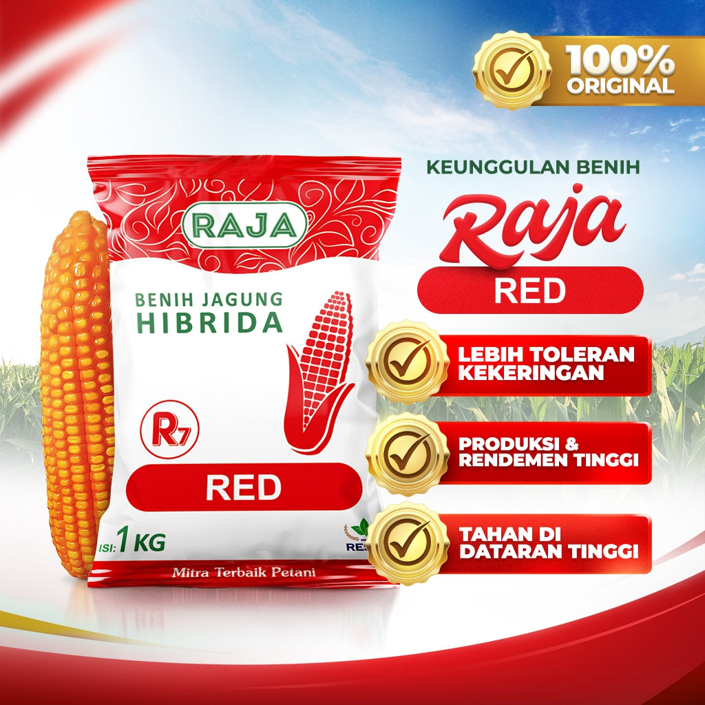 Jual Benih Jagung RAJA R7 Red - 1kg | Shopee Indonesia