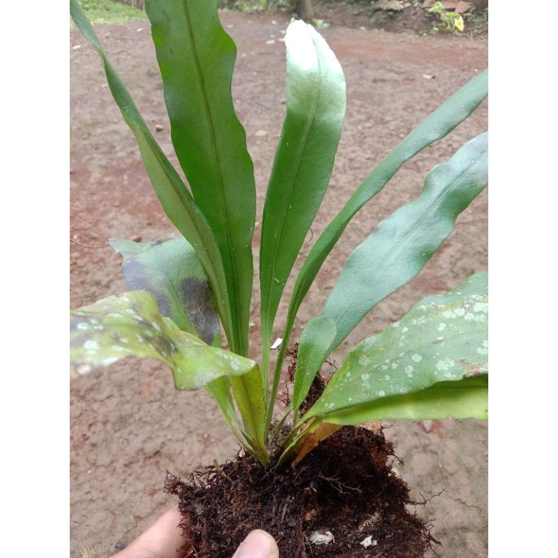 Jual tanaman Aquascape kadaka mini AR | Shopee Indonesia