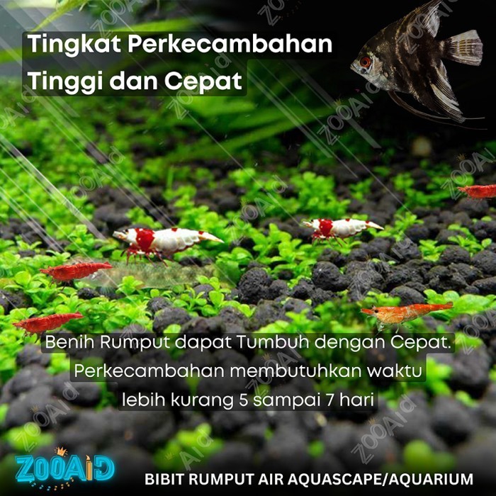 Jual 1500 Benih Bibit Akuarium Tanaman Hias Ornamen Dekorasi Rumput ...