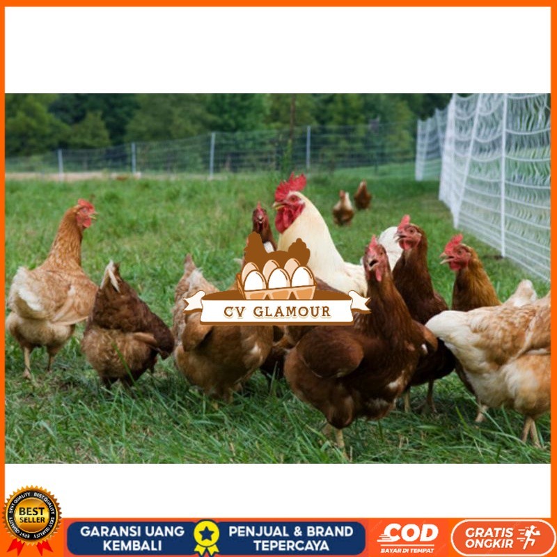 Jual TELUR AYAM RAS PETELUR TANGGUH UNTUK DI TETASKAN CV GLAMOUR ...