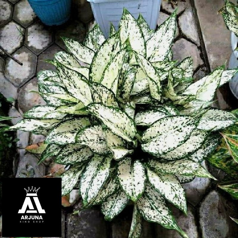 Jual Tanaman Hias [BISA COD]Aglonema Snow White Tanaman Hidup Cocok ...