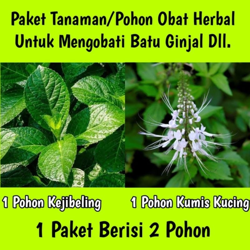 Jual Paket Tanaman Obat Batu Ginjal Pohon Keji Beling Dan Kumis Kucing