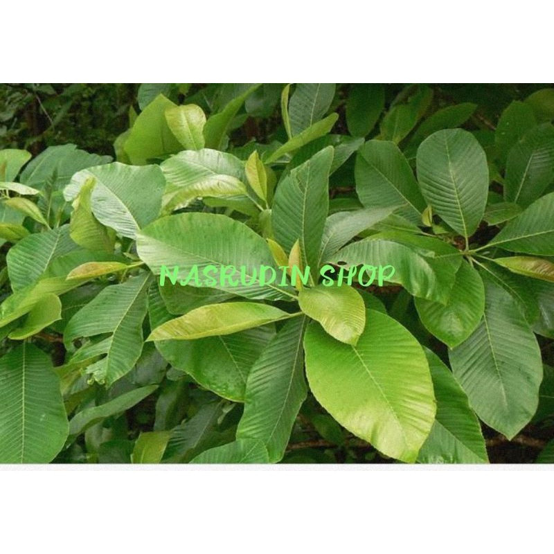 Jual Korehcok Daun Sempur I Simpu I Simpur I Sempu I Dillenia Pentagya ...
