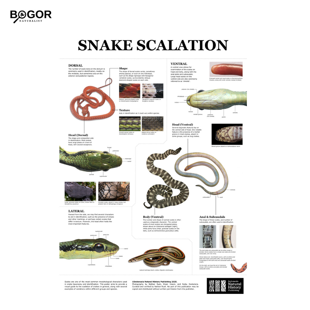 Jual Poster Snake Scalation by Indonesia Natural History Publishing ...