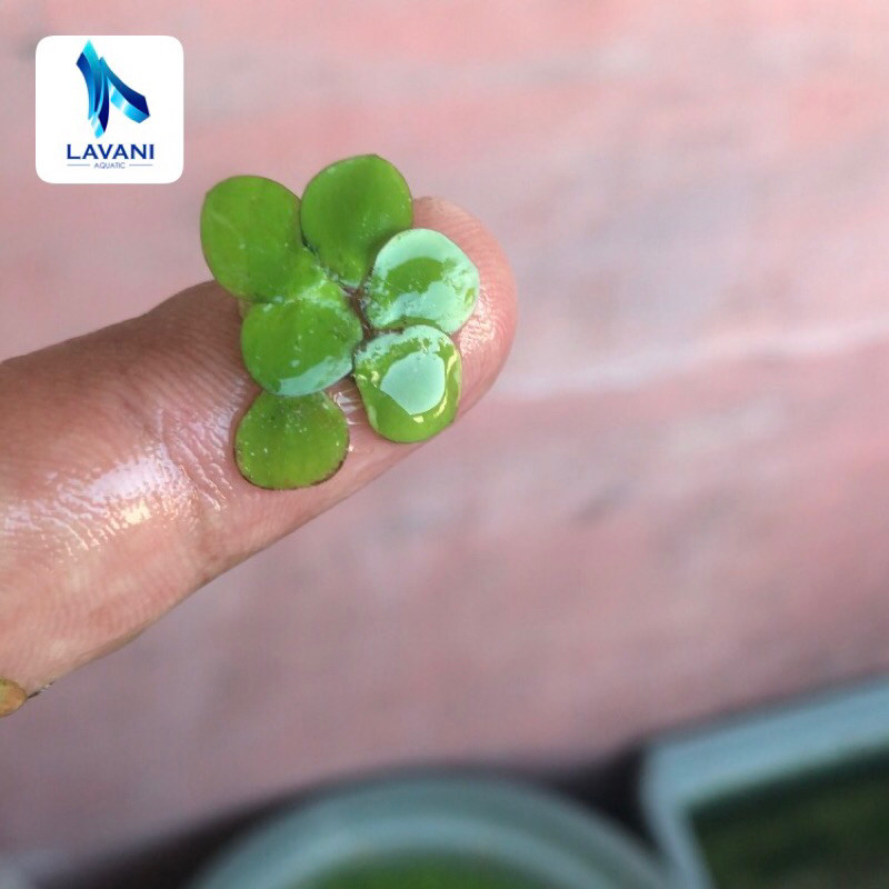 Jual Amazon frogbit mini (Spirodela Polyrhiza)- tanaman Aquascape ...