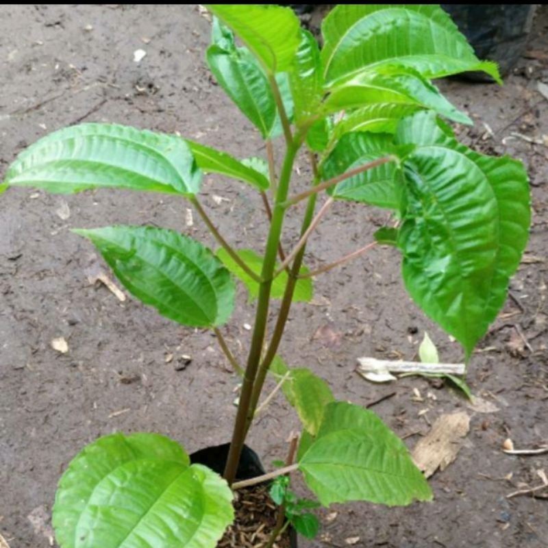 Jual bibit tanaman pohpohan berakar dan berdaun 5pcs | Shopee Indonesia