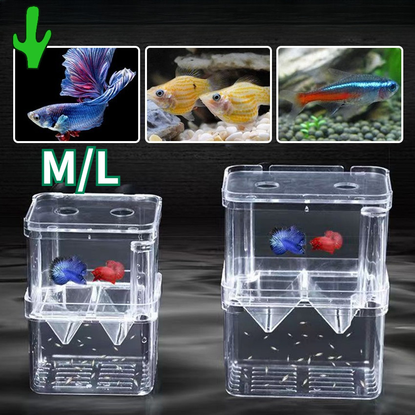 breeding box for molly fish Senzeal Aquarium Breeder Plastic Fish Isolation Box Hatching Incubator Box Baby Fishes Shrimp Clownfish Guppy : Pet Supplies 1 Floating Breeding Trap comes with all the accessories for an all Fluval Hang On Breeding Box