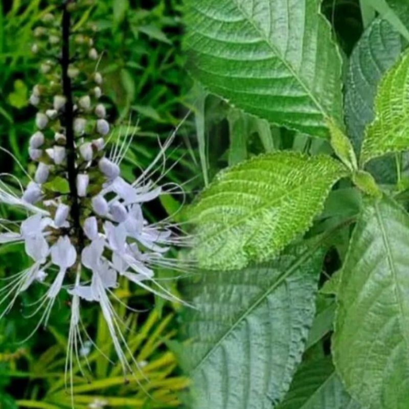 Jual paket hemat peluruh batu ginjal kumis kucing 200gram dan keji