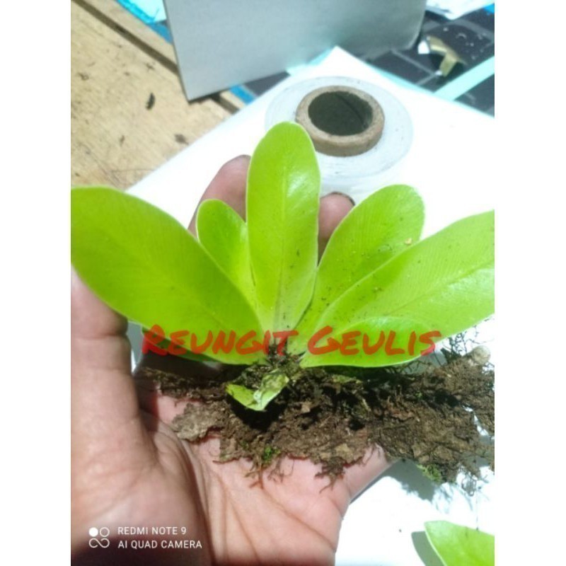 Jual Mini kadaka - kadaka lokal ukuran kecil- kadaka hutan mini ...