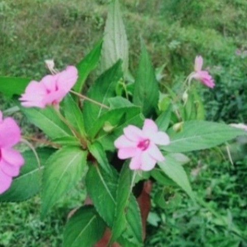 Jual jual daun pacar air/ pacar tere segar obat herbal 500gram | Shopee ...