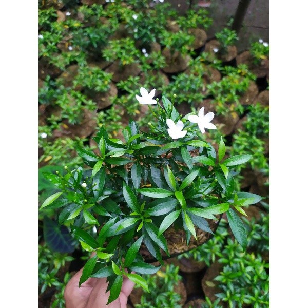 Jual Rombusa Hijau Tanaman Hias Bunga Oudoor Cantik Cantik | Shopee ...