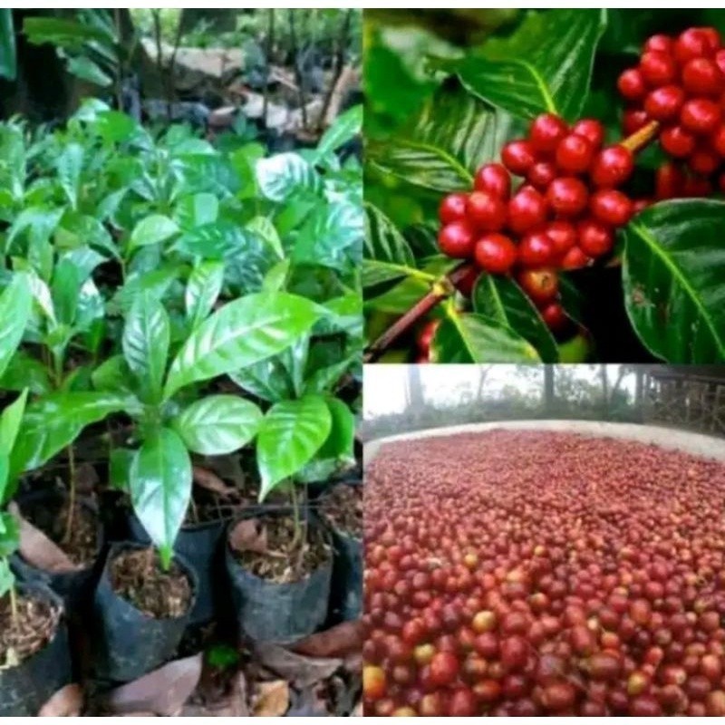 Jual Bibit pohon kopi arabika ungul SRH (R-S) | Shopee Indonesia