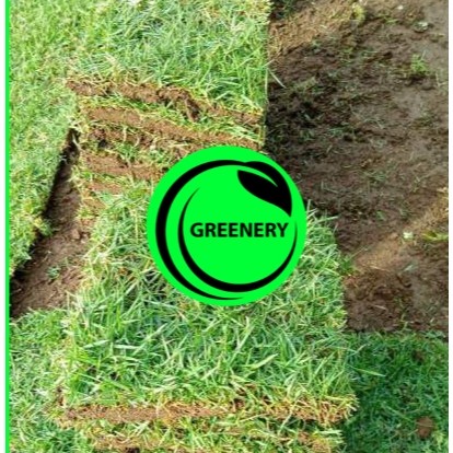 Jual GREENERY rumput jepang kotak /perkotak 15 -20cm/rumput taman ...