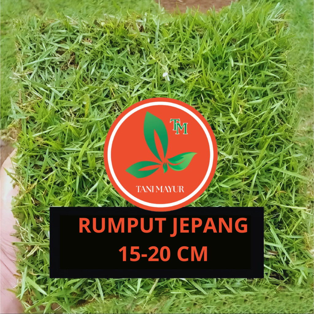 Jual Rumput Jepang /rumput kuburan /Rumput Peking 15-20cm untuk ...