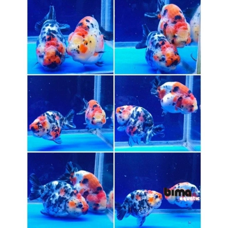 Jual Kebutuhan aquarium rancu sapi / ranchu calico 10-12cm / ikan mas ...