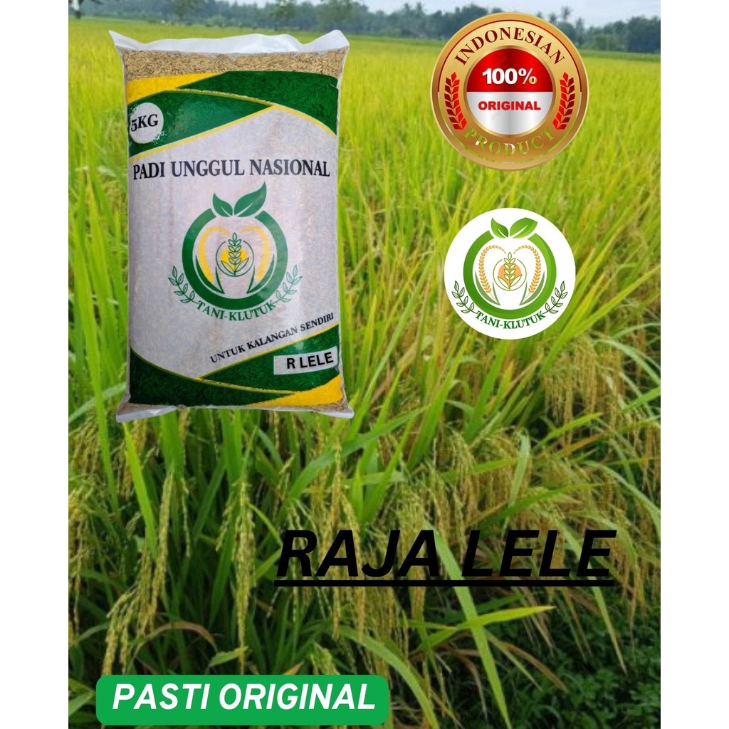 Jual bibit\ biji padi raja lele / rajalele kemasan 5kg #rajalele genjah ...