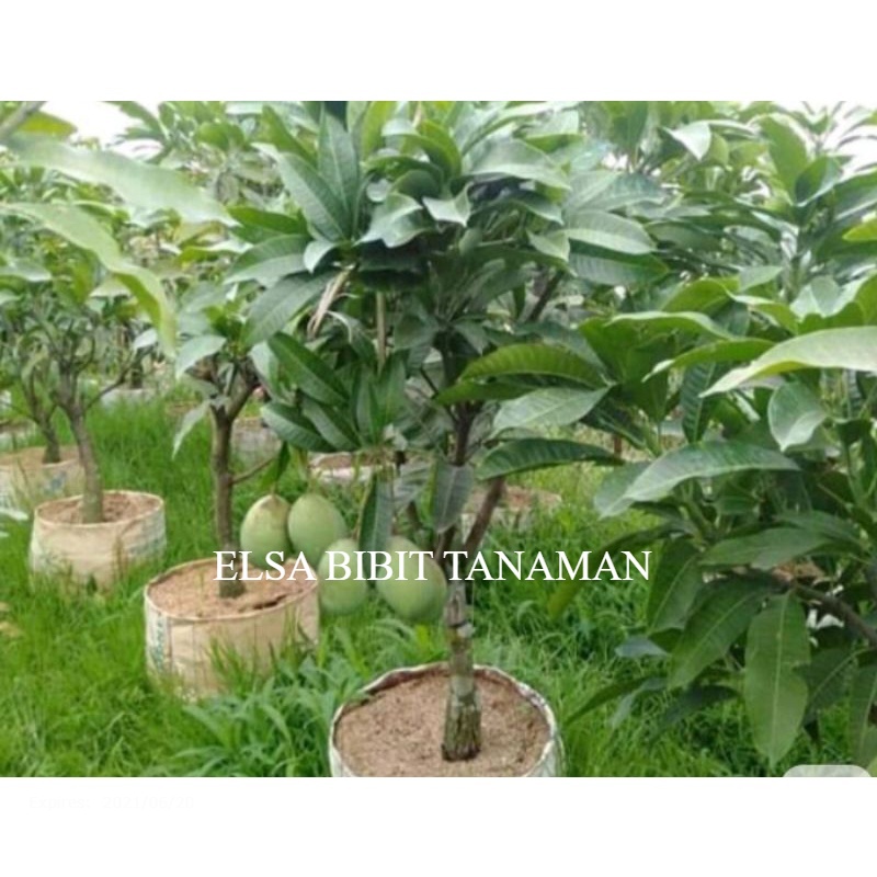 Jual Bibit Mangga Manalagi Okulasi Cepat Berbuah Cocok Di Taruh Pot