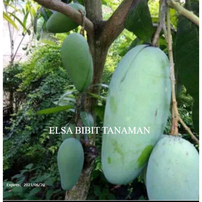 Jual Bibit Mangga Golek Okulasi Cepat Berbuah Bisa Di Taruh Pot