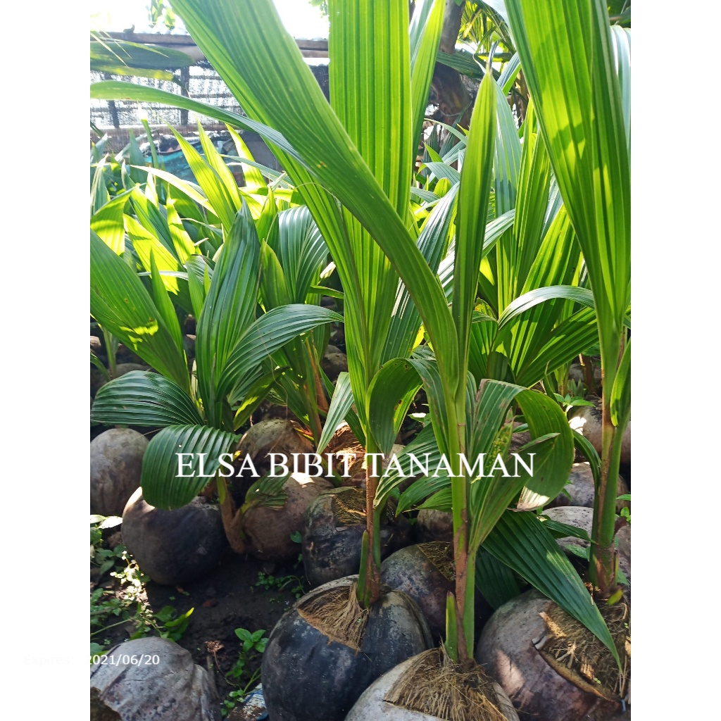 Jual BIBIT KELAPA SUPER GENJAH (COCOK DITARUH POT) | Shopee Indonesia