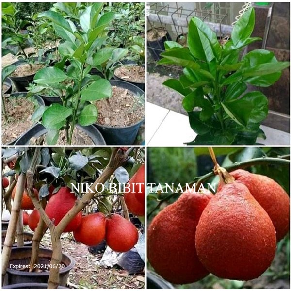 Jual Niko~ Bibit Jeruk Red Pamelo Okulasi Cepat Berbuah Cocok Di Taruh