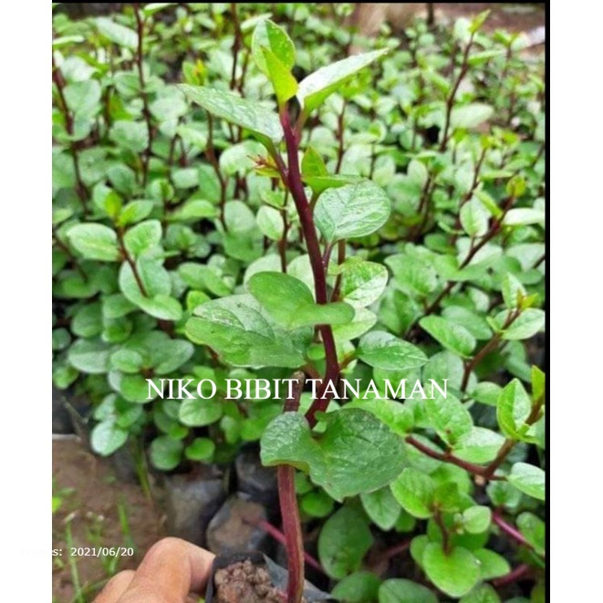Jual BIBIT BINAHONG MERAH (beli 5 gratis 1) | Shopee Indonesia