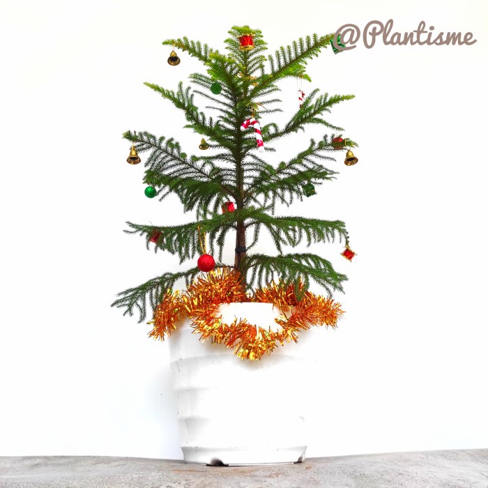 Jual Paket Tanaman - Christmas Tree | Kado Pohon Natal Mini | Norfolk ...